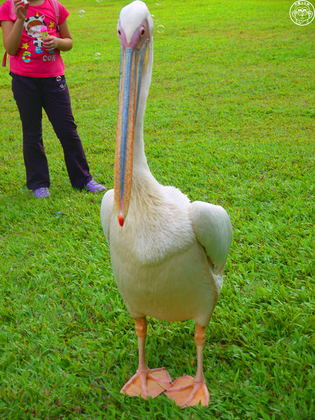 綠世界生態農場:作伙來企投【新竹・綠世界生態農場】豐富動植物生態的奇幻之旅