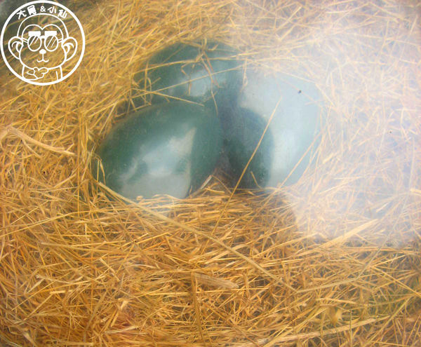 綠世界生態農場:作伙來企投【新竹・綠世界生態農場】豐富動植物生態的奇幻之旅