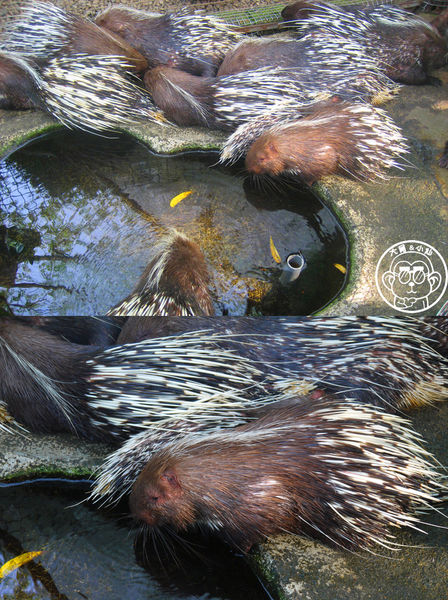 綠世界生態農場:作伙來企投【新竹・綠世界生態農場】豐富動植物生態的奇幻之旅