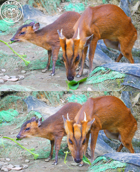 綠世界生態農場:作伙來企投【新竹・綠世界生態農場】豐富動植物生態的奇幻之旅