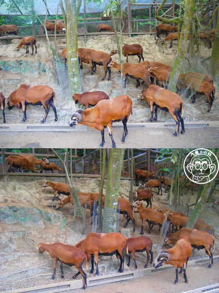 綠世界生態農場:作伙來企投【新竹・綠世界生態農場】豐富動植物生態的奇幻之旅