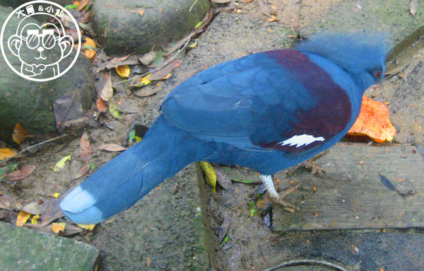 綠世界生態農場:作伙來企投【新竹・綠世界生態農場】豐富動植物生態的奇幻之旅