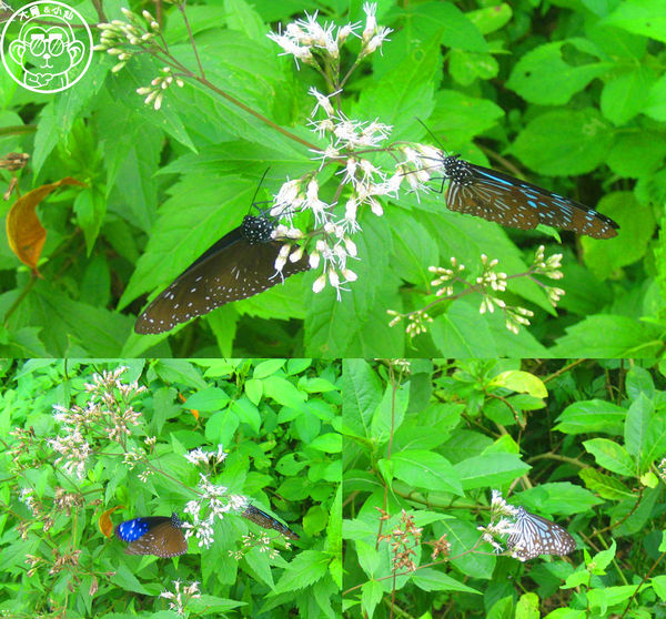 綠世界生態農場:作伙來企投【新竹・綠世界生態農場】豐富動植物生態的奇幻之旅