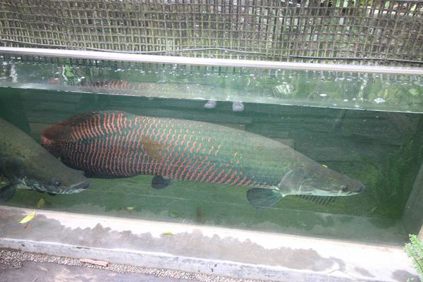 【新竹旅遊】綠世界生態農場-可愛動物互動農場