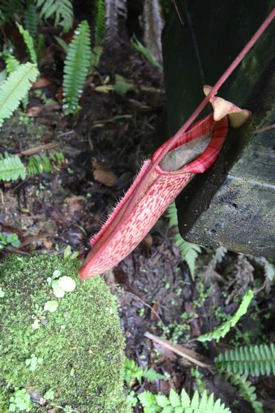 【新竹旅遊】綠世界生態農場-可愛動物互動農場