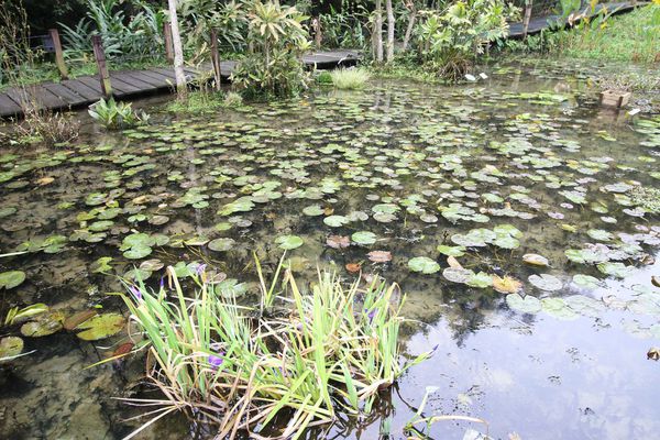 【新竹旅遊】綠世界生態農場-可愛動物互動農場