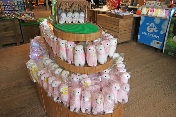 【新竹旅遊】綠世界生態農場-可愛動物互動農場