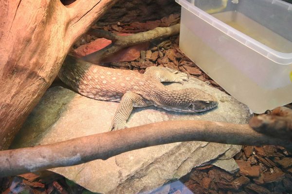 【新竹旅遊】綠世界生態農場-可愛動物互動農場