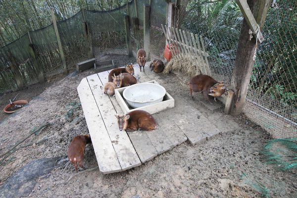 【新竹旅遊】綠世界生態農場-可愛動物互動農場