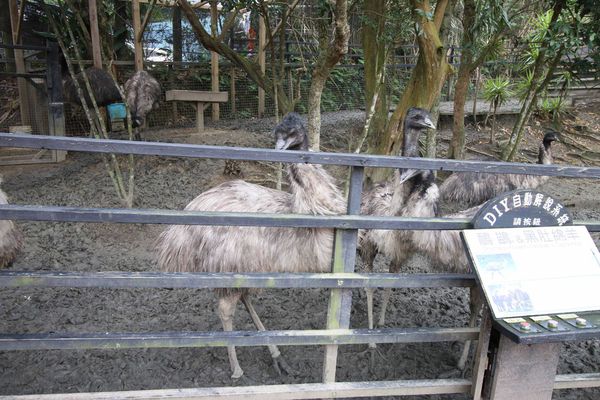 【新竹旅遊】綠世界生態農場-可愛動物互動農場