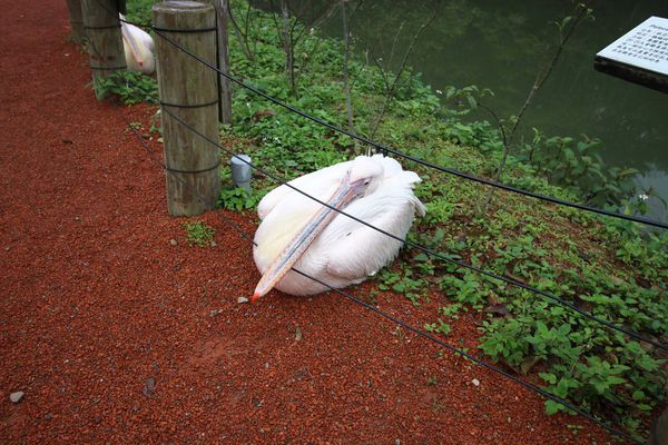 【新竹旅遊】綠世界生態農場-可愛動物互動農場