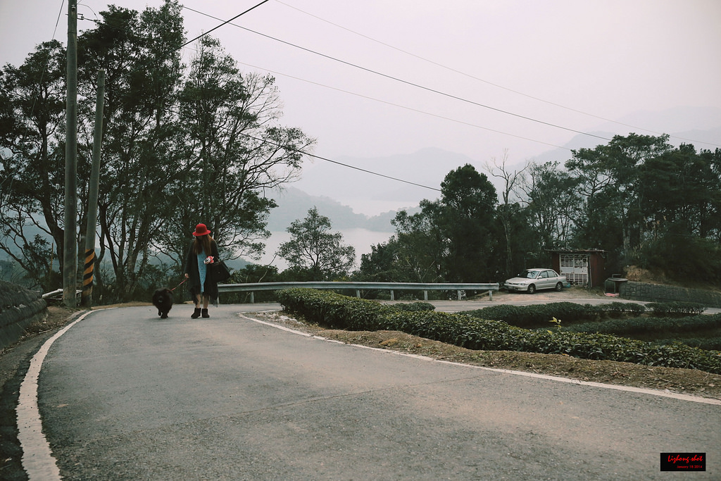 石碇八卦茶園溜鬆獅犬