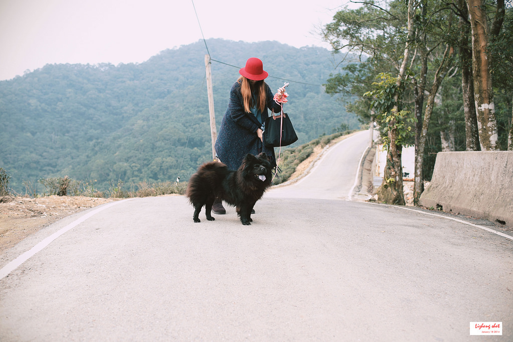 石碇八卦茶園溜鬆獅犬