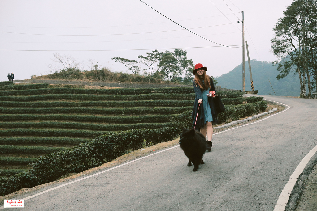 石碇八卦茶園溜鬆獅犬