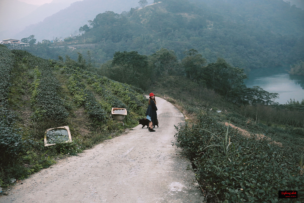 石碇八卦茶園溜鬆獅犬