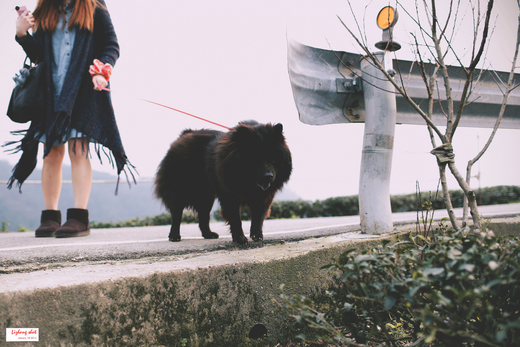 石碇八卦茶園溜鬆獅犬