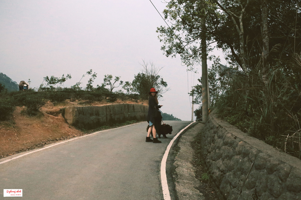 石碇八卦茶園溜鬆獅犬