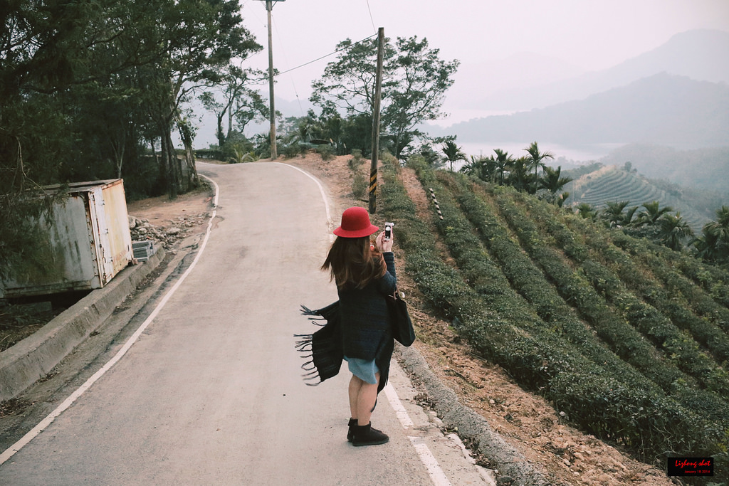 石碇八卦茶園溜鬆獅犬