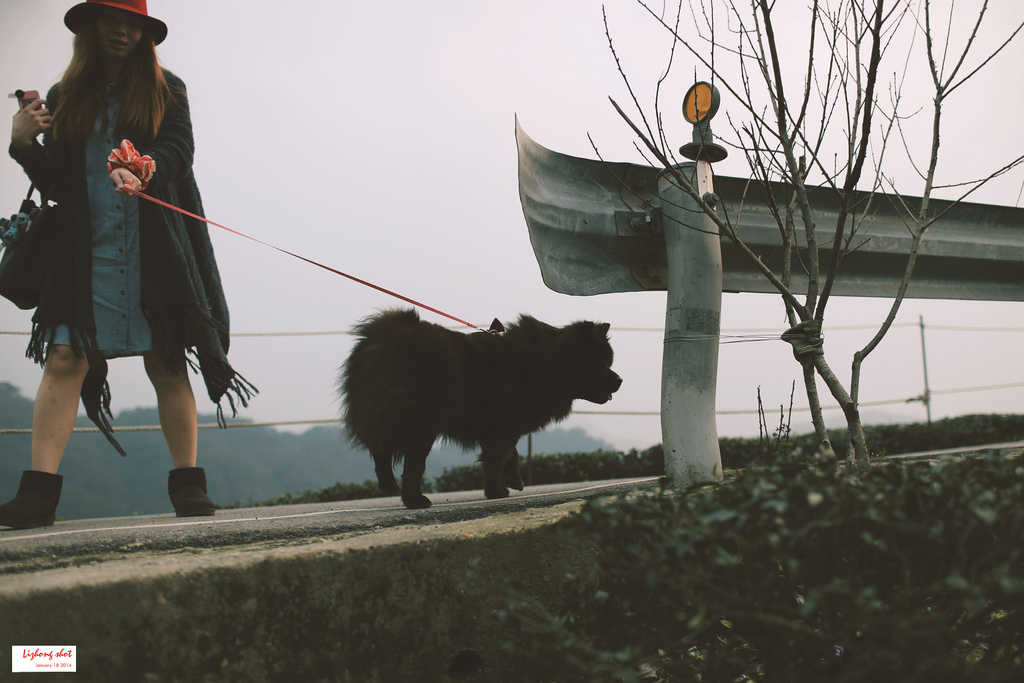 石碇八卦茶園溜鬆獅犬