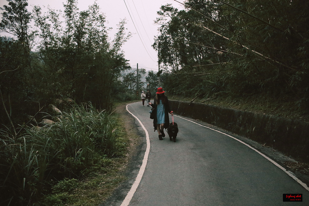石碇八卦茶園溜鬆獅犬