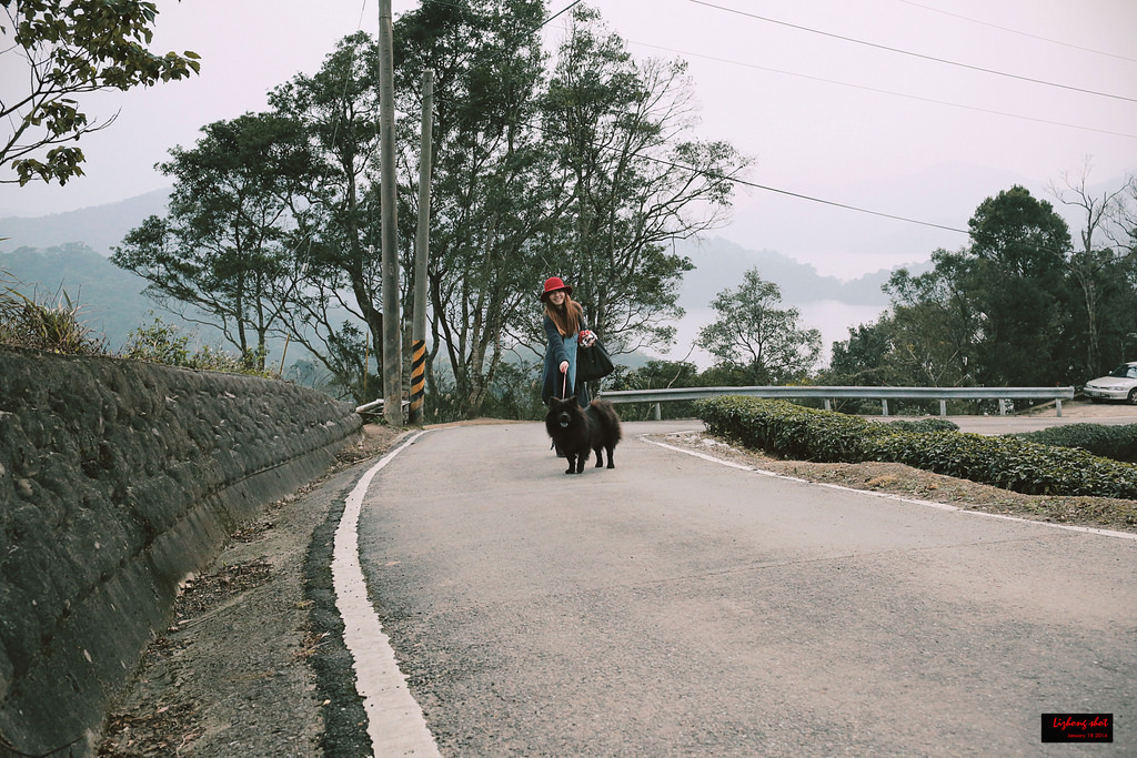 石碇八卦茶園溜鬆獅犬