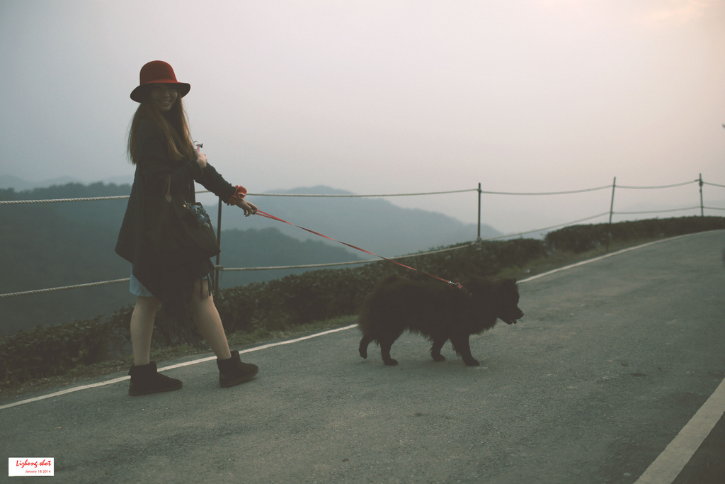 石碇八卦茶園溜鬆獅犬