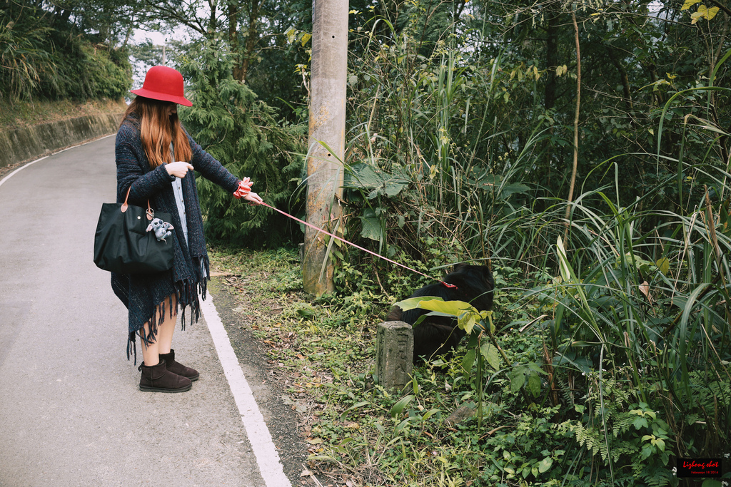 石碇八卦茶園溜鬆獅犬