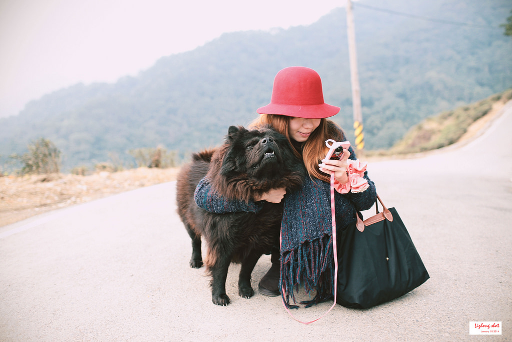 石碇八卦茶園溜鬆獅犬