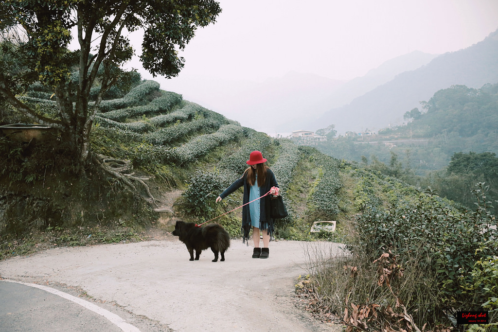 石碇八卦茶園溜鬆獅犬