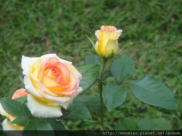 淡水緣道觀音廟(Yuandao Kuan-Yin Temple)：【新北市淡水】 ★★ 緣道觀音廟 ★★