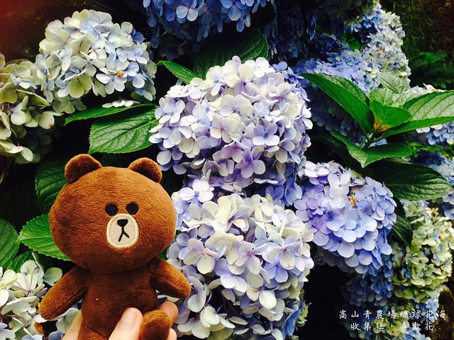 13450129_1432836940067188_4222098347792369932_n