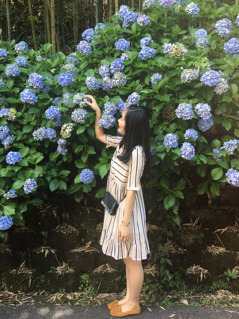 20160625苗栗繡球花_2993