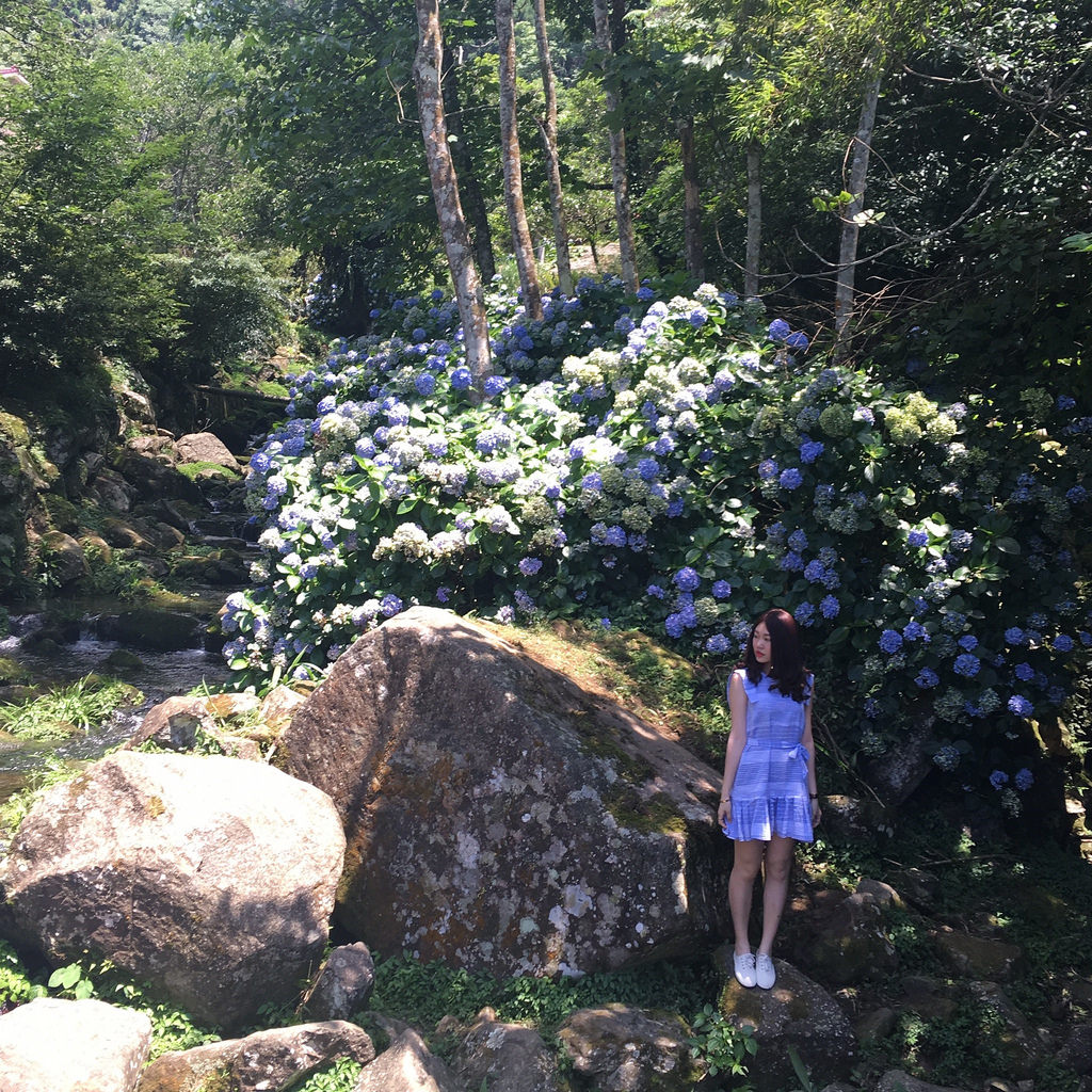 20160625苗栗繡球花_8078