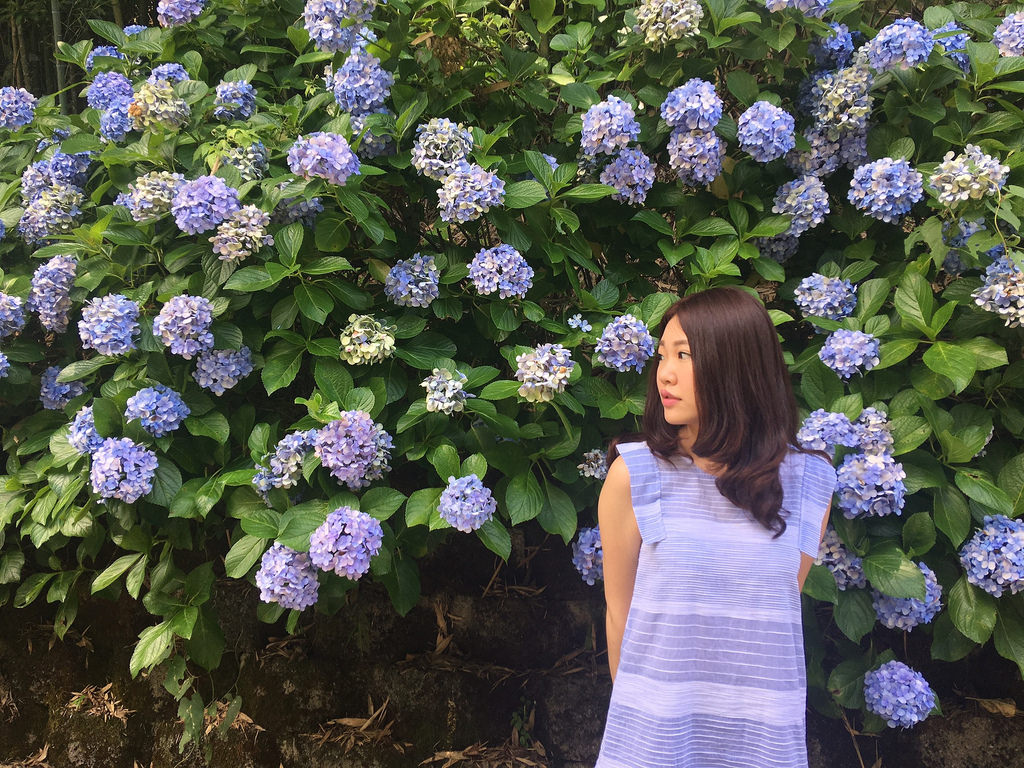 20160625苗栗繡球花_433