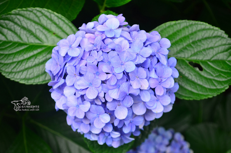 繡球花 (11)