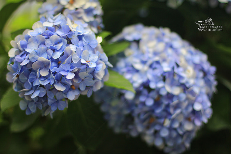 繡球花 (10)