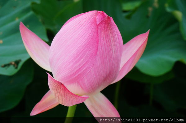 新北市旅遊景點-三芝 石門