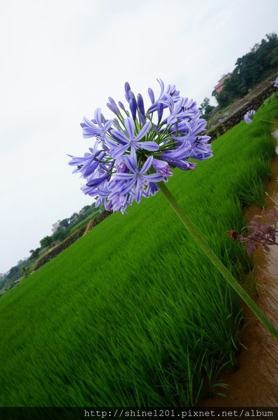新北市旅遊景點-三芝 石門