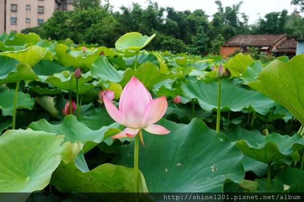 新北市旅遊景點-三芝 石門