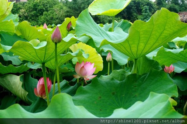 新北市旅遊景點-三芝 石門