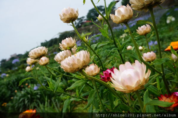 新北市旅遊景點-三芝 石門