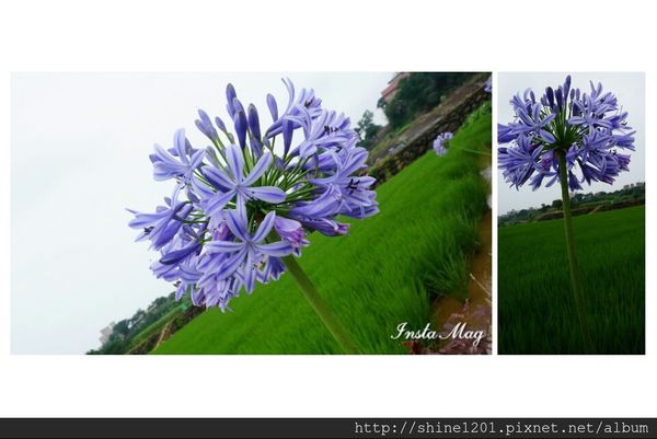 新北市旅遊景點-三芝 石門