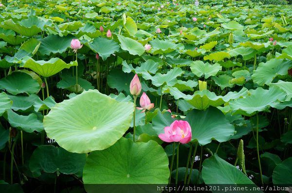 新北市旅遊景點-三芝 石門