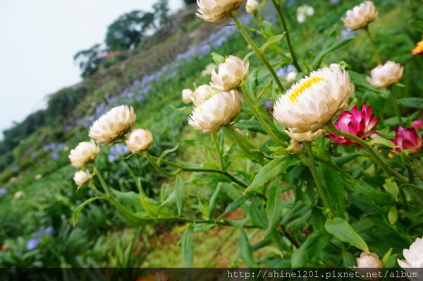 新北市旅遊景點-三芝 石門