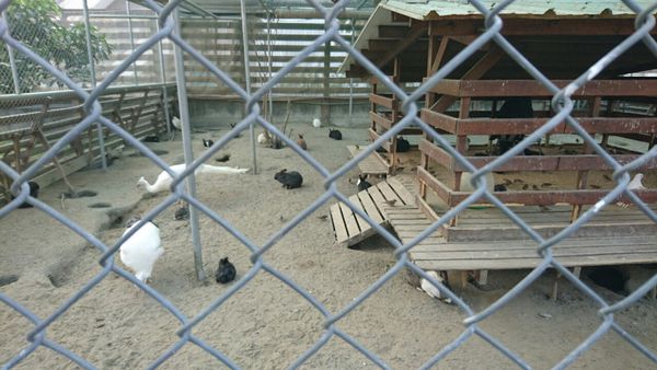 果風巧克力+大同醬油+魚露 觀光_1270