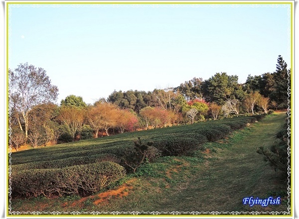 壹等賞景觀茶園:✜ 讓人回味無窮滴特色茶料理餐廳 - 桃園「壹等賞景觀茶園」٩(๑❛ᴗ❛๑)۶