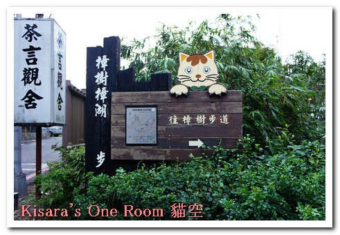 貓空樟樹步道:樟樹歩道賞波斯菊(秋.貓空之旅.二)