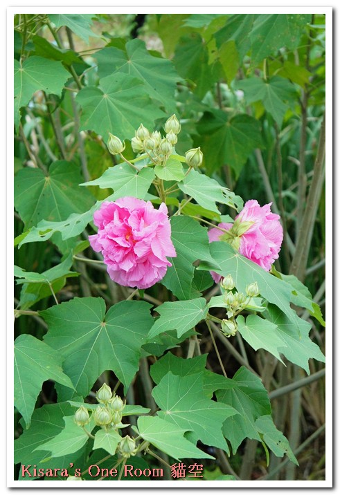 貓空樟樹步道:樟樹歩道賞波斯菊(秋.貓空之旅.二)