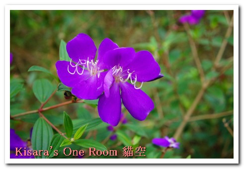 貓空樟樹步道:樟樹歩道賞波斯菊(秋.貓空之旅.二)