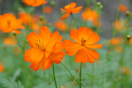 貓空樟樹步道:樟樹歩道賞波斯菊(秋.貓空之旅.二)